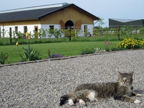 Eine Katze liegt entspannt auf einem Kiesweg vor einem großen landwirtschaftlichen Gebäude. Im Hintergrund sind Gräser und bunte Blumen zu sehen.