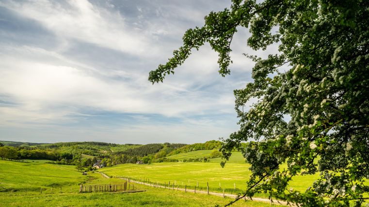 A green landscape with gentle hills and a meadow under a clear sky. In the foreground, there is a tree that frames part of the image.