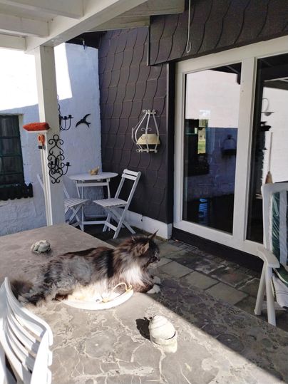 Een hond ligt ontspannen op een tafel buiten. Op de achtergrond zijn stoelen en een raam zichtbaar.