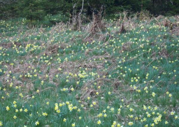 Een veld met veel gele narcissenbloemen omringd door groen gras. De scène straalt rust en lente uit.
