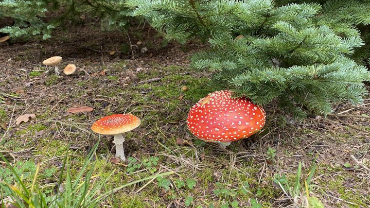 Rote Fliegenpilze wachsen im Waldboden, umgeben von grünen Nadeln und Gras. Die Pilze haben charakteristische weiße Punkte auf ihrem Hut.