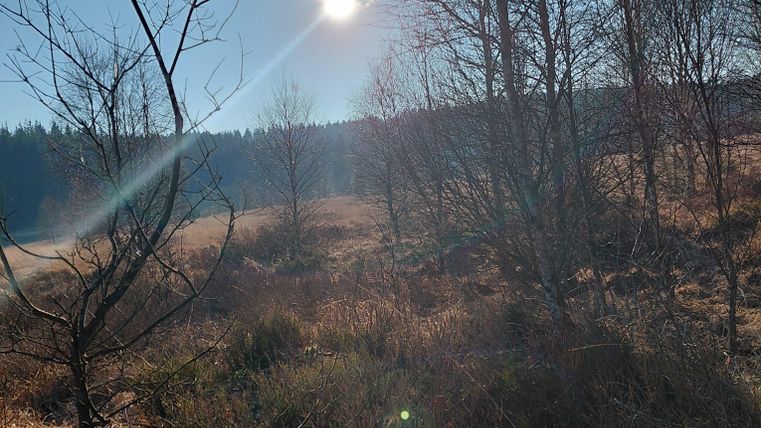 A sunny day in nature with scattered trees and dry grass. The sky is clear and blue.