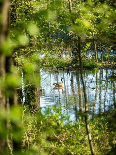 Een rustige vijver in de natuur, omringd door bomen en groen loof. Een gans zwemt zachtjes op het wateroppervlak.