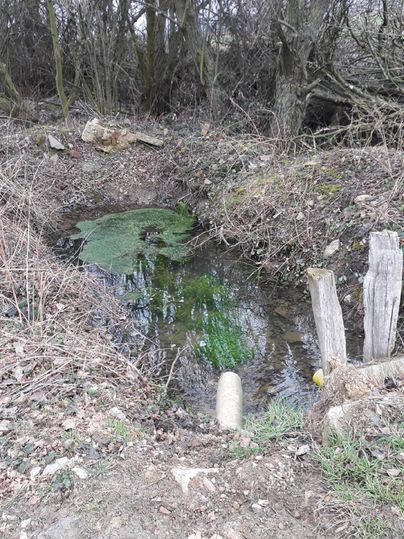 Ein kleiner Bach mit grünem Wasser und Algen. Die Ufer sind von trockenen Ästen und Gras umrahmt.