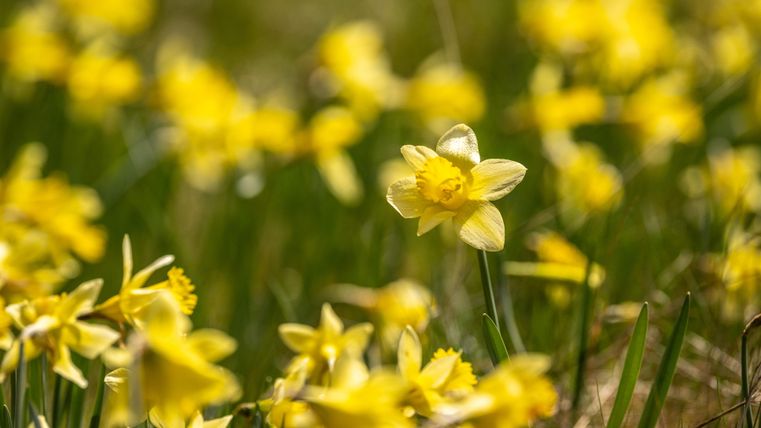 A field full of yellow daffodils blooms in the sunlight. The flowers radiate the joy of spring and add color to the landscape.