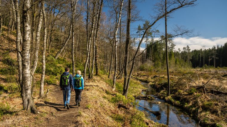 Zwei Wanderer gehen auf einem Pfad durch einen Wald. Neben dem Weg fließt ein kleiner Bach, umgeben von Bäumen und frischem Grün.