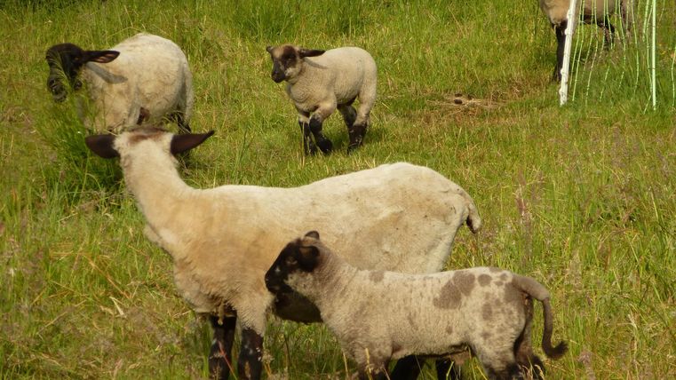 Een groep schapen op een groene weide. Enkele schapen hebben zwarte koppen en zijn in verschillende posities verspreid.