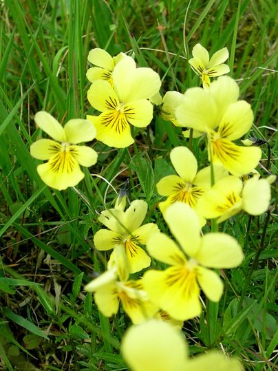 Eine Gruppe von gelben Blumen blüht inmitten von grünem Gras. Die Blumen haben feine, dunkelgelbe Streifen auf den Blütenblättern.