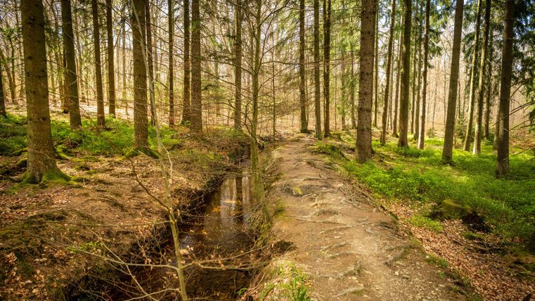 A quiet woodland path with tall trees and green vegetation. A small stream flows along the path.