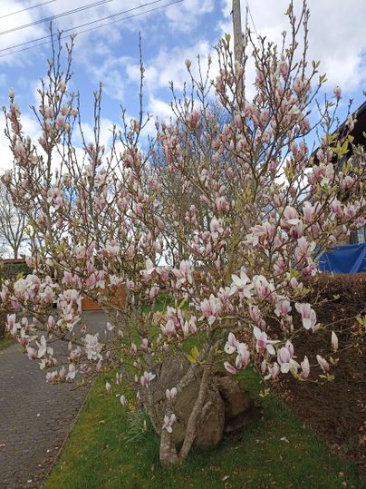 Ein blühender Magnolienbaum mit vielen rosa und weißen Blüten. Die frische Frühlingslandschaft umgibt den Baum.