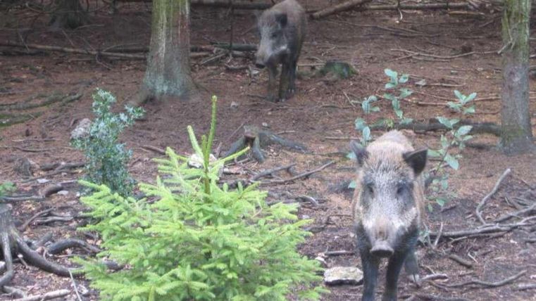 Twee wilde zwijnen staan in het bos tussen bomen en struiken. De grond is bedekt met bladeren en takken.