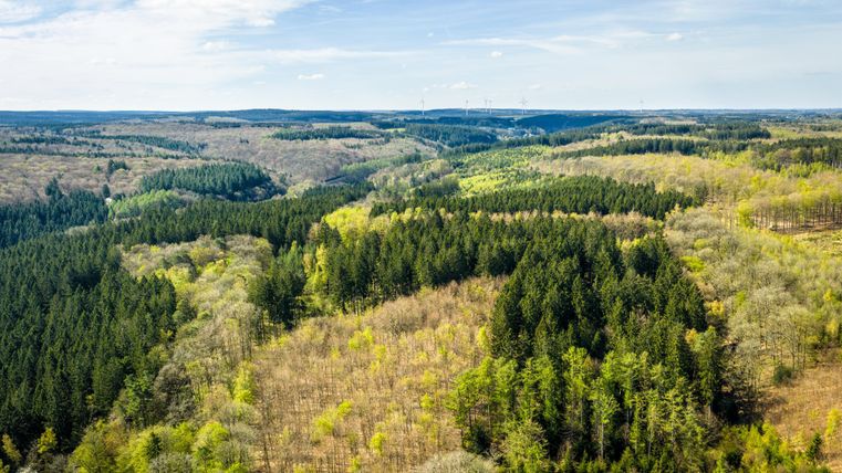 Eine weite Landschaft mit Wäldern und Hügeln. Die Bäume zeigen verschiedene Grüntöne und das Wetter ist klar und sonnig.