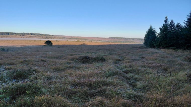 A wide meadow with tall grass and a clear blue sky. Isolated trees stand at the edge.
