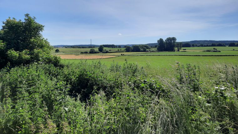 A green landscape with fields and trees under a clear sky. In the background, gentle hills can be seen.