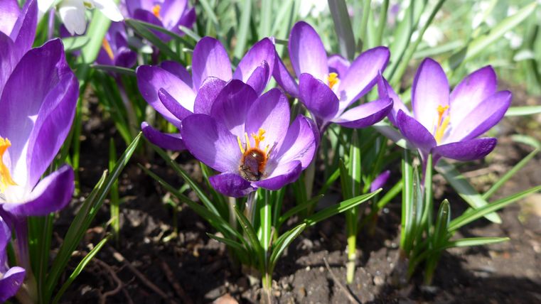 A group of purple crocuses blooms in the sunlight. A bee rests on one of the flowers.