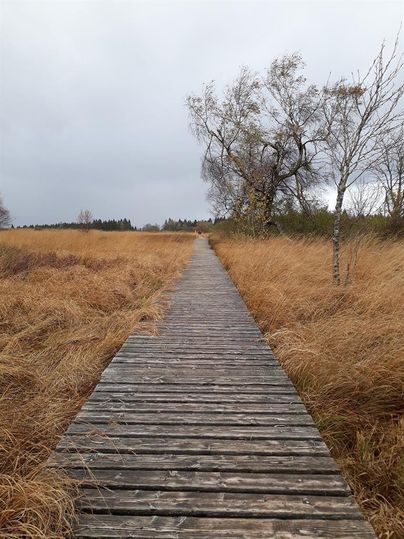 A wooden walkway leads through a straw-like landscape under a gray sky. In the background, isolated trees can be seen.