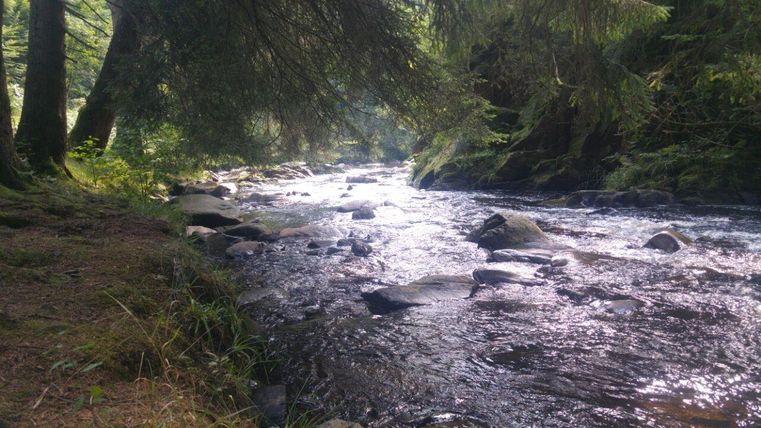 Een rustige rivier stroomt door een bos met hoge bomen. Het water glanst in het zonlicht.