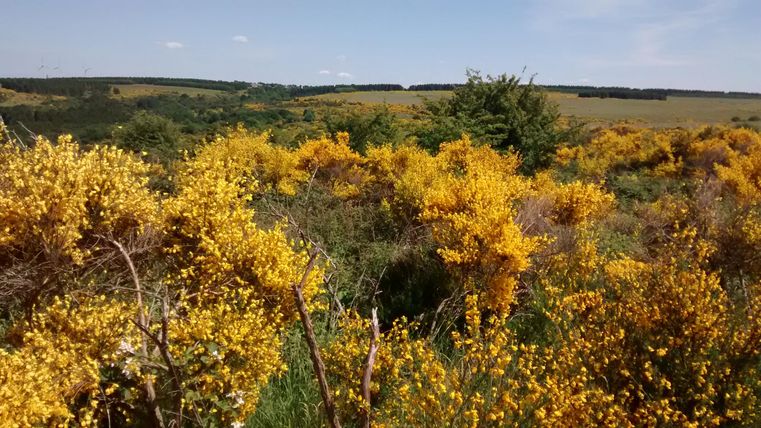 Eine blühende Landschaft mit leuchtend gelben Sträuchern. Im Hintergrund erstrecken sich sanfte Hügel und ein blauer Himmel.