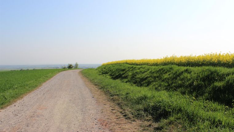 Ein Schotterweg führt durch ein grünes Feld. Rechts erhebt sich ein Feld mit gelben Blüten unter einem klaren blauen Himmel.