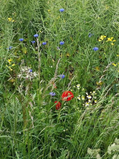 Een kleurrijk veld met veel verschillende bloemen in blauw, geel en rood. Groene grassen omringen de bloeiende planten.
