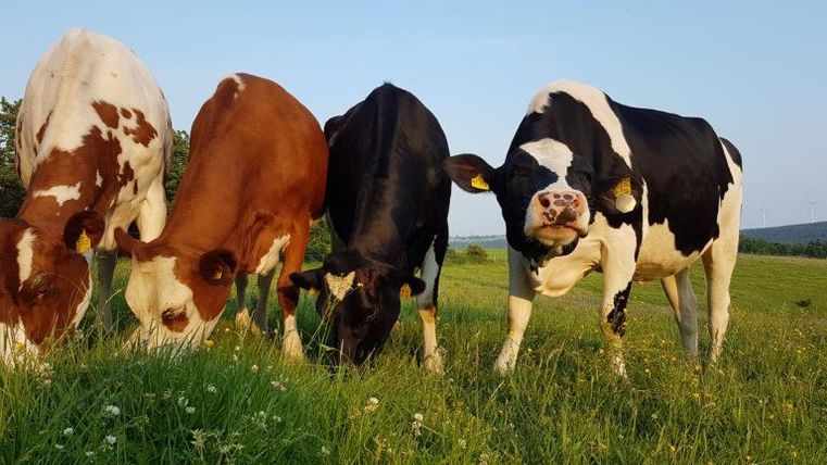 Vier Kühe grasen auf einer grünen Wiese unter einem klaren Himmel. Die Kühe haben verschiedene Farben, darunter schwarz-weiß und braun.