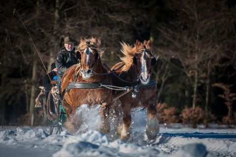 Een ruiter leidt twee paarden die door de sneeuw lopen. De scène wordt omringd door een winterse boslandschap.