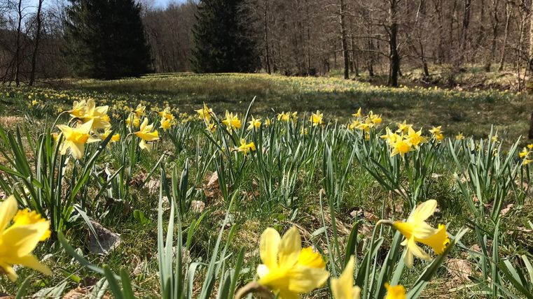 A beautiful field with many yellow daffodils blooms in spring. In the background, some pines stand and the sky is clear.