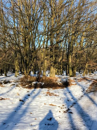 Een winterbos met met sneeuw bedekte grond en kale bomen. Lange schaduwen vallen op de sneeuw.
