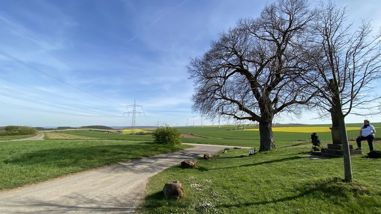 Eine weitläufige Wiese mit einem großen Baum am Wegesrand. Im Hintergrund sind sanfte Hügel und ein klarer blauer Himmel zu sehen.