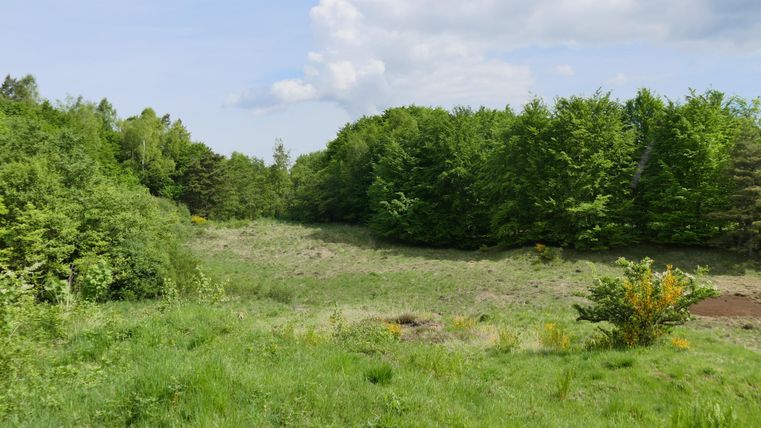A green meadow surrounded by trees. The sky is clear with some clouds.