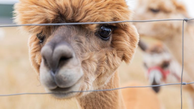 A curious alpaca is looking through a fence. In the background, another alpaca can be seen.