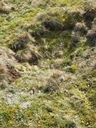 An uneven ground with grass and small elevations. In places, the soil is visible and displays various earth textures.