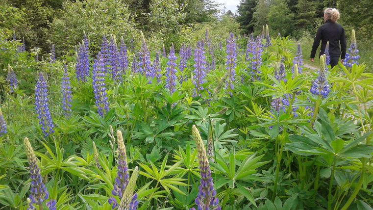 Een bloeiend veld met paarse lupinen en weelderig groen loof. Op de achtergrond is een persoon te zien die door het landschap loopt.