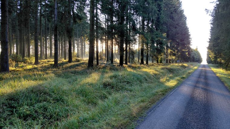 A quiet forest path, surrounded by tall trees and gentle light. Green meadows line the road, creating a peaceful atmosphere.