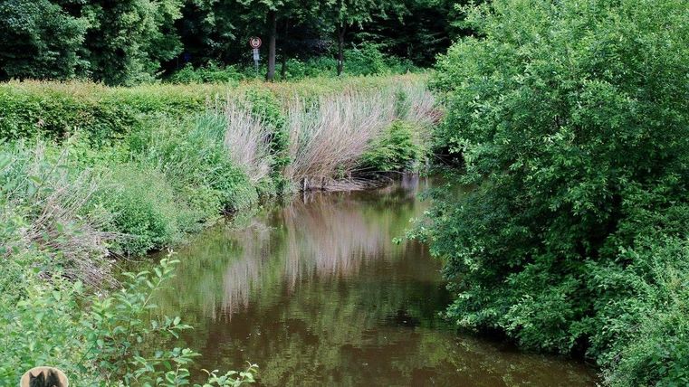 Een rustige rivier, omringd door dicht groen en hoog gras. De wateroppervlakte weerspiegelt de omringende natuur.