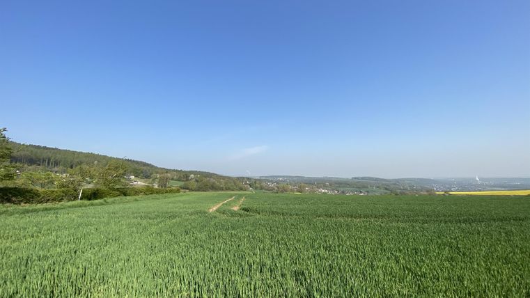 Ein weitläufiges Feld mit frischem, grünem Gras unter einem klaren blauen Himmel. Sanfte Hügel sind im Hintergrund sichtbar.
