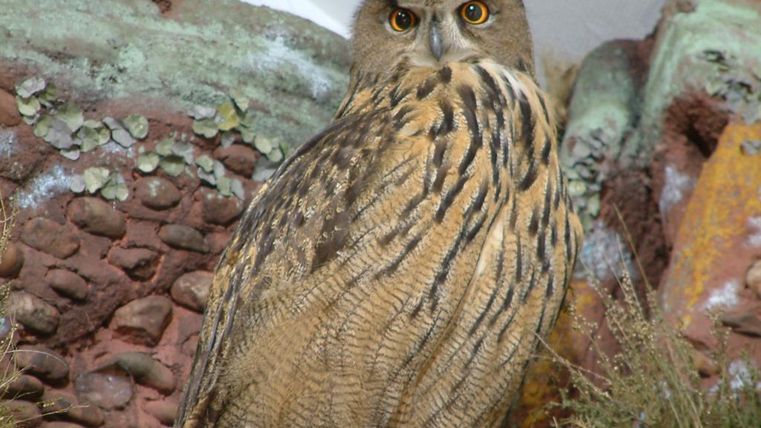 An owl with distinctive feather patterns and bright eyes sits on a natural background. It appears alert and majestic.