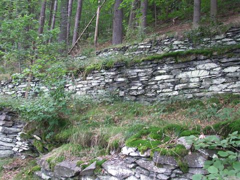 A natural stone wall covered with grass and plants. In the background, tall trees in the forest are visible.
