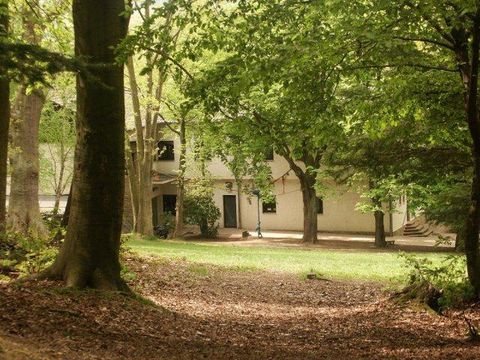 A quiet forest path surrounded by tall trees. In the background, a building can be seen.