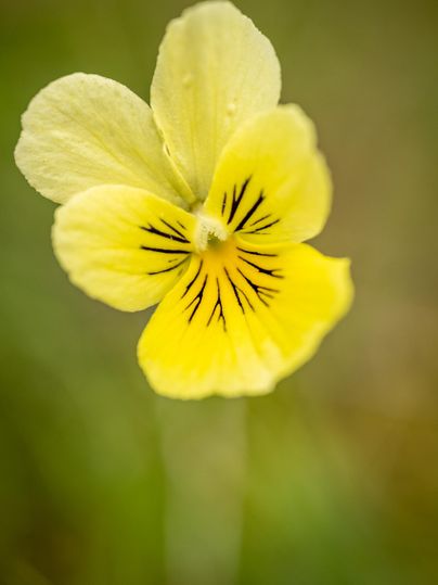 Eine gelbe Blume mit schwarzen Streifen auf den Blütenblättern. Die Blüte steht vor einem unscharfen grünen Hintergrund.