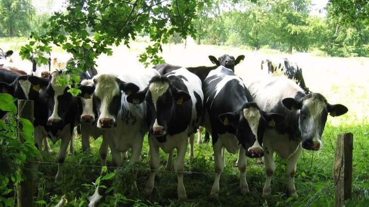 Een groep zwart-witte koeien die op een groene weide staan. Bomen en een heldere lucht zijn op de achtergrond zichtbaar.