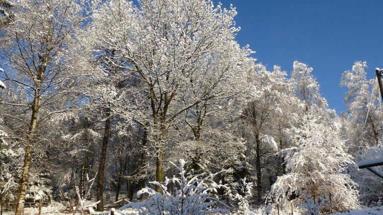 Een winterbos met met sneeuw bedekte bomen en een heldere blauwe lucht. Het landschap straalt rust en schoonheid uit.