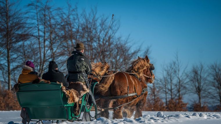 Een paardenSlee tocht in de sneeuw met meerdere passagiers. De lucht is helder en de omgeving is omringd door met sneeuw bedekte bomen.