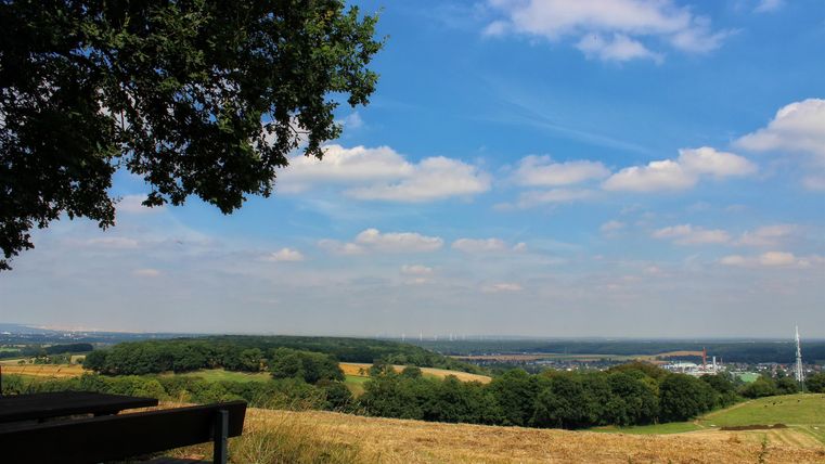 Eine weite Landschaft mit goldenem Feld und sanften Hügeln. Der Himmel ist blau mit einigen Wolken und ein Baum schattet eine Bank im Vordergrund.