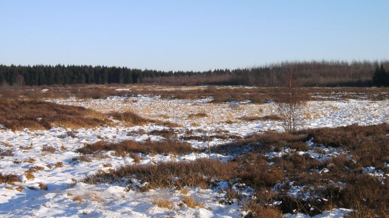 A winter landscape with snow and dry grass. In the background, coniferous trees are visible.