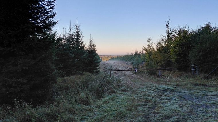 A peaceful forest path with pine trees and a gentle morning mist atmosphere. The sky is clear and shows a soft gradient of colors.