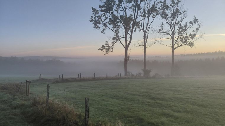 A misty landscape with tall trees in the background. The soft light of the sunrise transforms the meadows into a calm, mystical image.