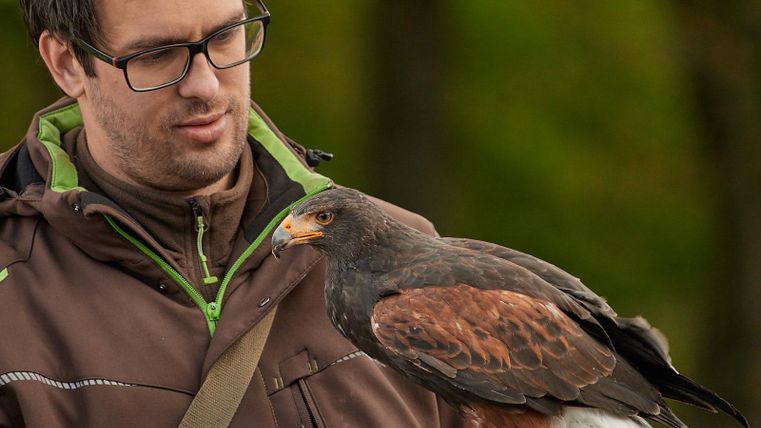 Een man staat met een valk op zijn hand. Op de achtergrond zijn bomen zichtbaar.