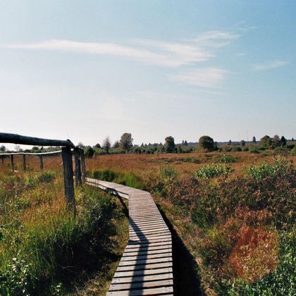 A wooden walkway leads through a green, open landscape. The sky is clear and nature is calm and inviting.