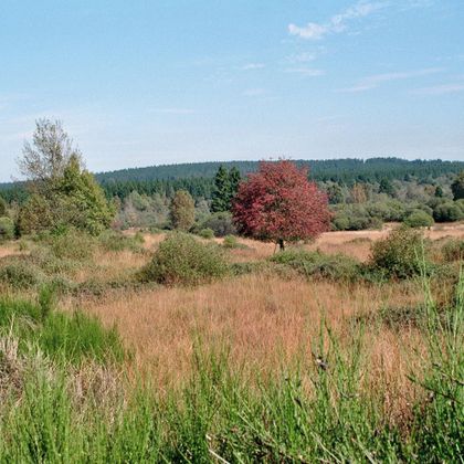A vast landscape with green bushes and tall grasses. In the background stands a single red tree under a clear blue sky.